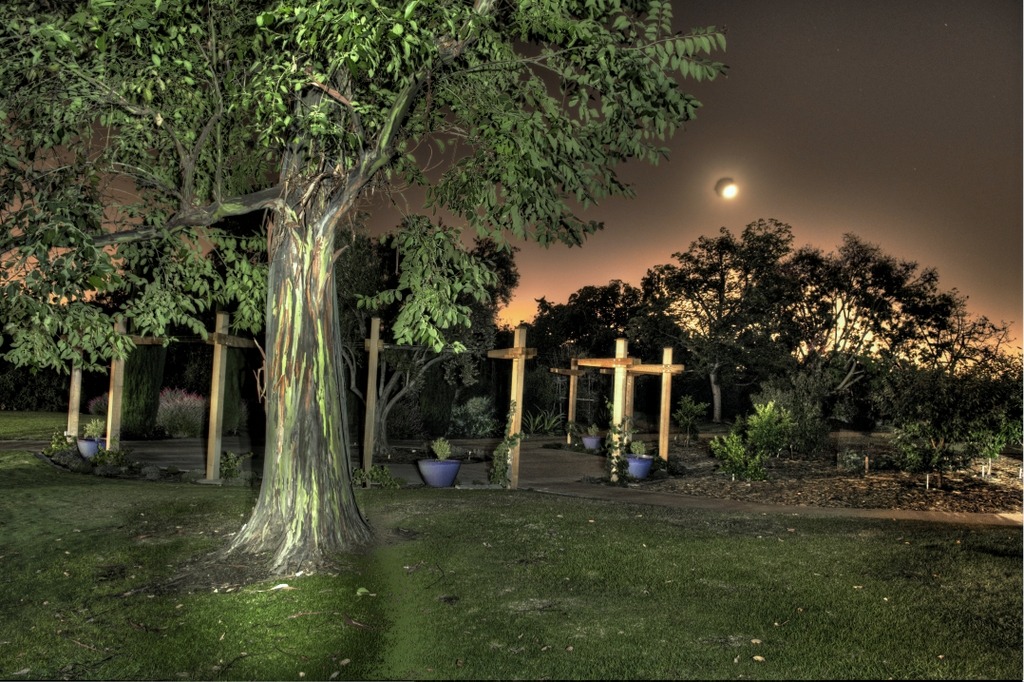 Garden Night Photography - The Arboretum