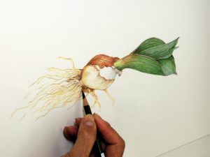 Botanical Art & Illustration 2018