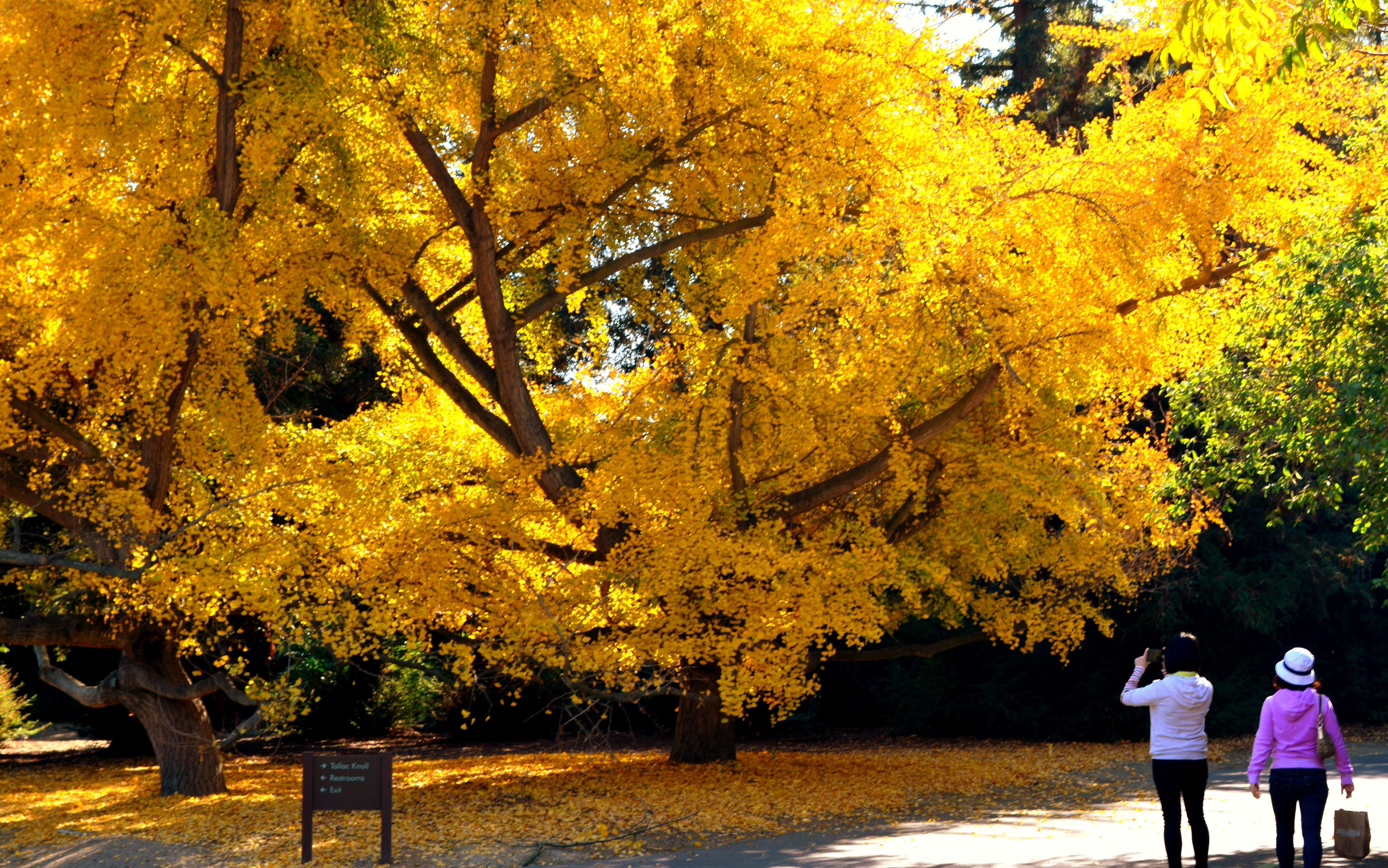 Ginko2 14-20171219_4077