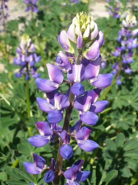 Native Plants California Deals Dakora co