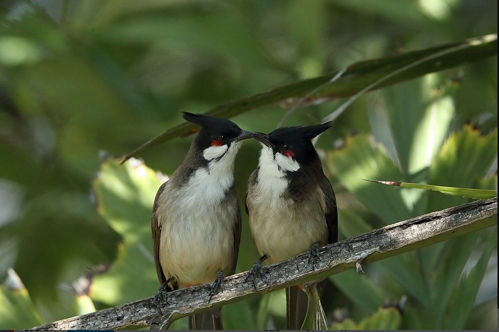 Valentine 2019 bird photo