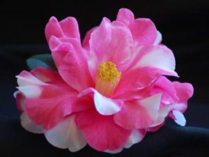 Camellia Show 2020Frank-Houser-Var.