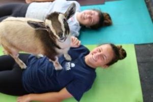 goat yoga3