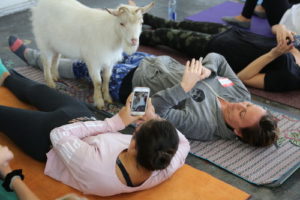 goat yoga5