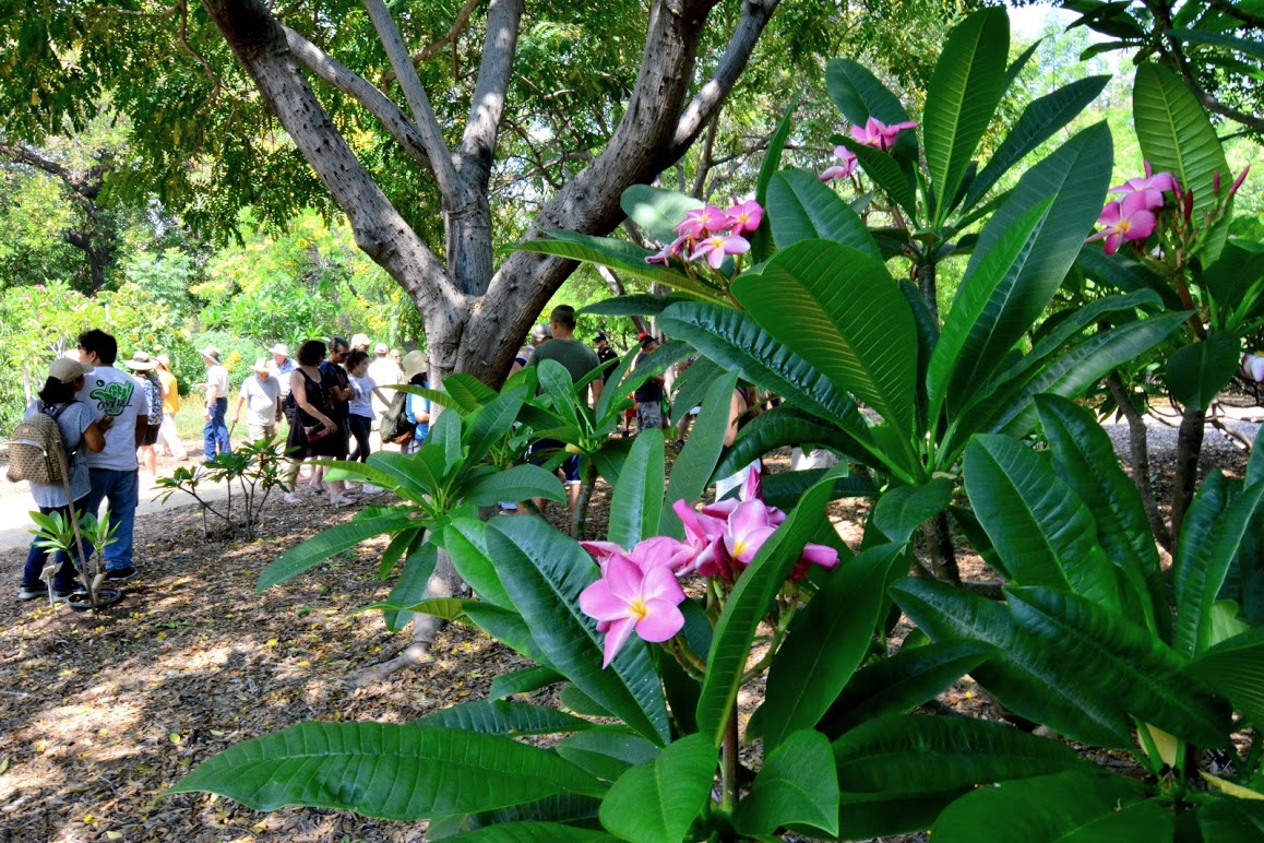 plumeria tallack knoll people