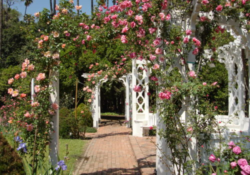Rose Garden2