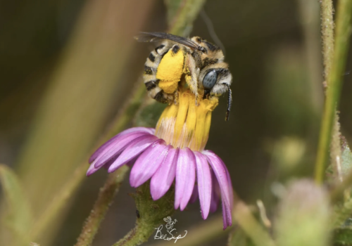 Closeup bee photo