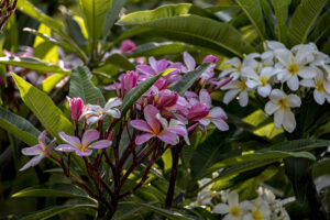 Pluermia in bloom.