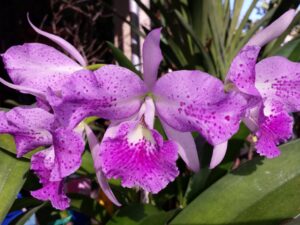 san gabriel orchid 307124867_465001739012742_5571267283856635290_n
