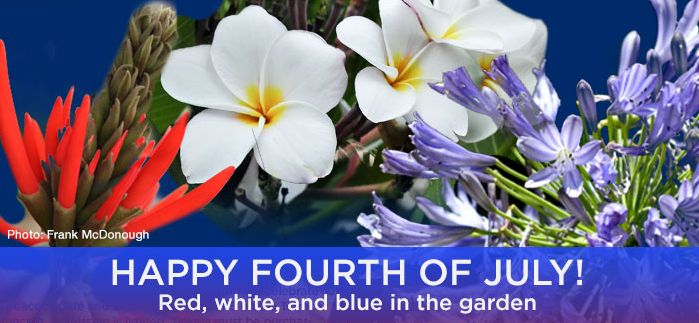 July 4 horizontal