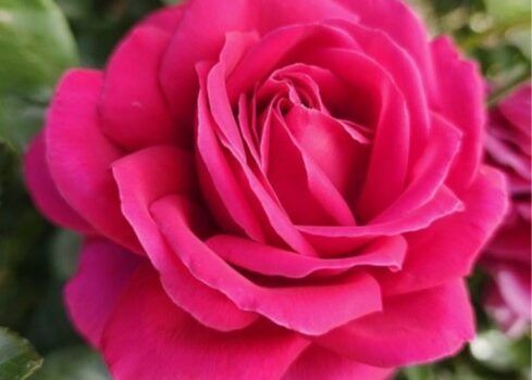 rose auction 2025 480776378_10236025469112498_1636912536554071114_n