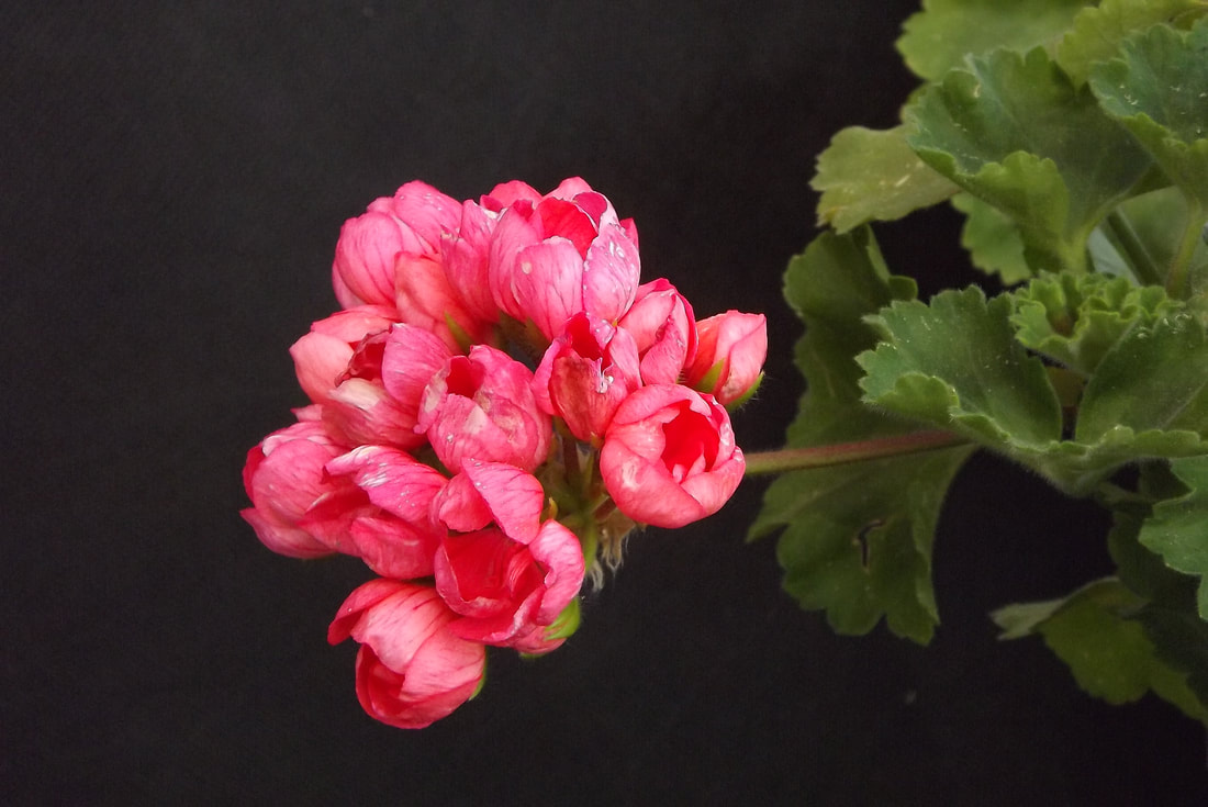 geranium 2025 zonal-patricia-andrea-1-0_orig