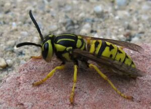 Wasp Vespula sulphurea