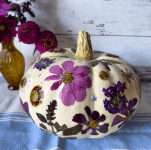 AHNA pumpkins pressed flower cropped