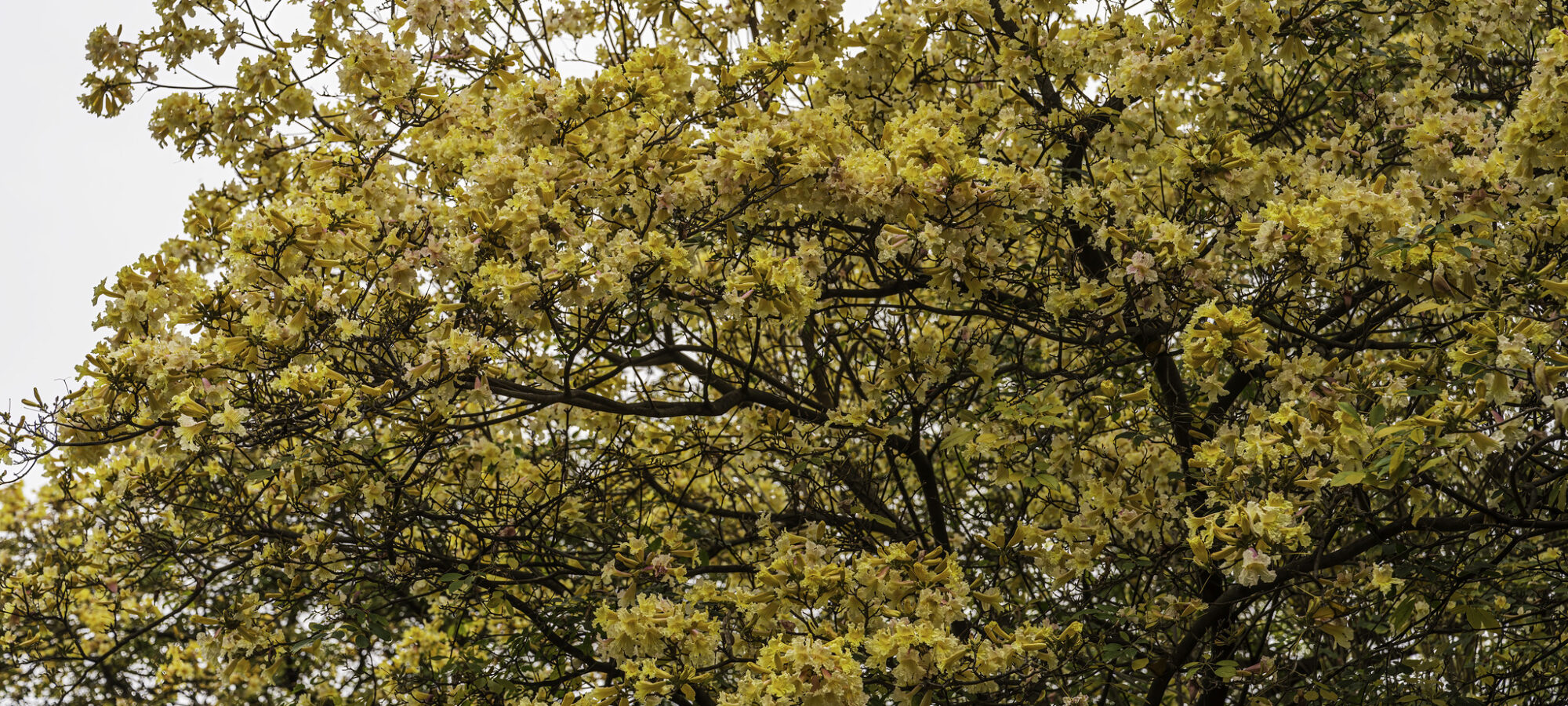 55091735355_f1f608b5dd_k