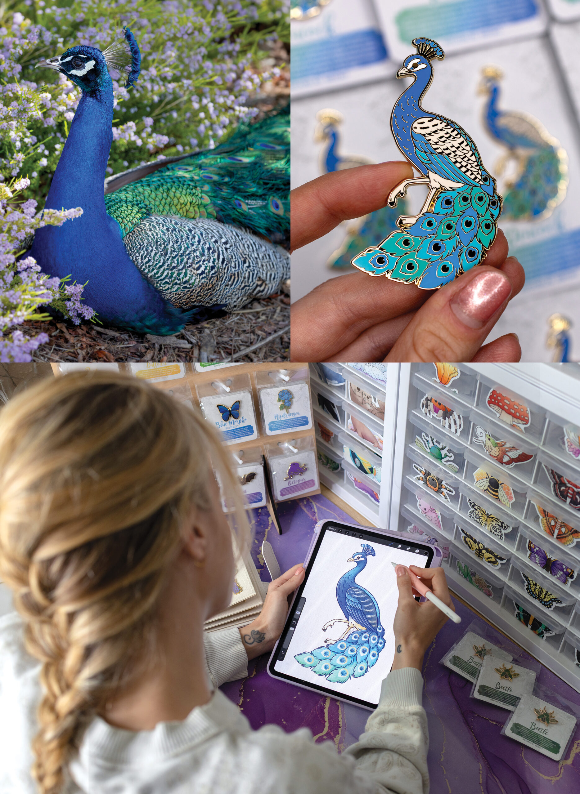 Images of a peacock, a woman drawing a peacock on a tablet, and a pin made from the design the woman was drawing