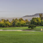 Morning view over arboretum lawn