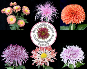Six different Chrysanthemum flowers against a black background with the San Gabriel Chrysanthemum Society logo in the center
